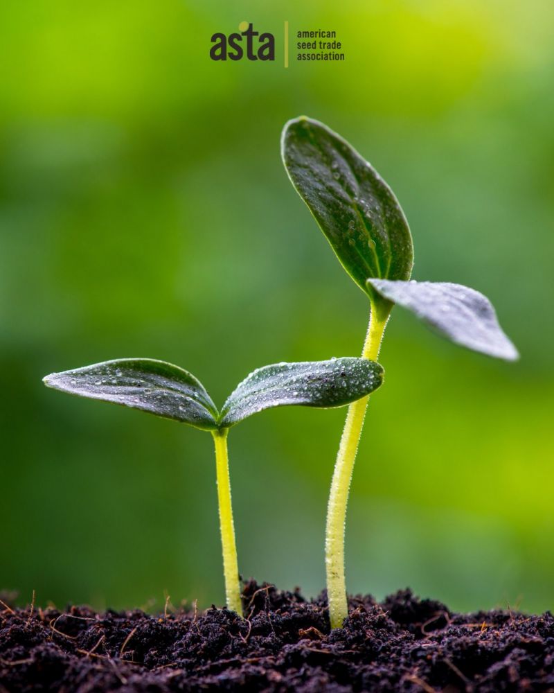 Image for the Tweet beginning: #DYK? High-quality seed is the