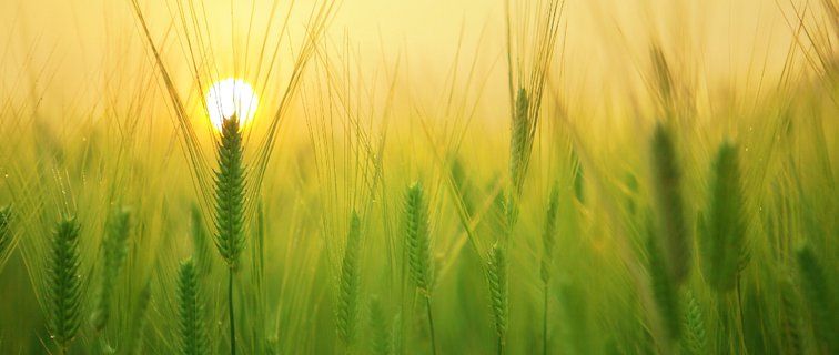 Image for twitter card